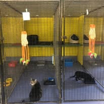 cattery walk in pens