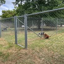 dogs exercise yards