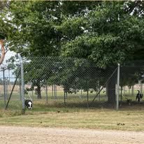 dogs exercise yards 2