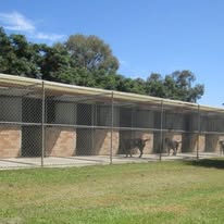 dogs outside pens